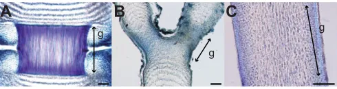 Fig. 2. Long-sections of genicula under light microscopy, dyed with 1%Aniline Blue. Scale bars, 100 µm