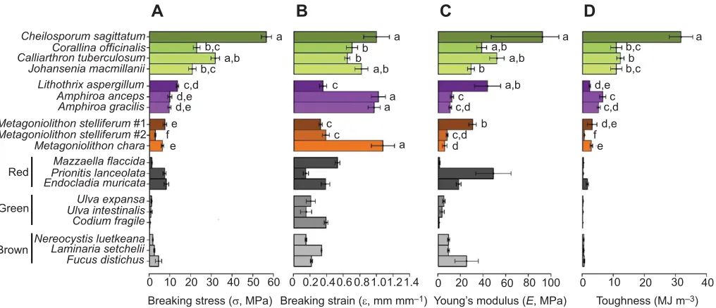 Fig. 3. Cross-section of Amphiroa anceps geniculum. Letters indicatepolygons used to measure different cell layers: a, cell lumen; b, cell wall; and c,extracellular matrix (halved to account for portion associated with other cells).Scale bar, 5 µm.
