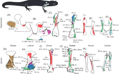 Fig. 7. Muscle attachment areas on the right pectoral girdle (A, B, G, H), humerus (C, D, I, J), and radius/ulna (E, F, K, L) ofbones in(FDC),(-HM) andpectoralissubcoracoscapulariset carpi ulnarisradialis(CR),brachialisSalamandra and Iguana (modiﬁed from M
