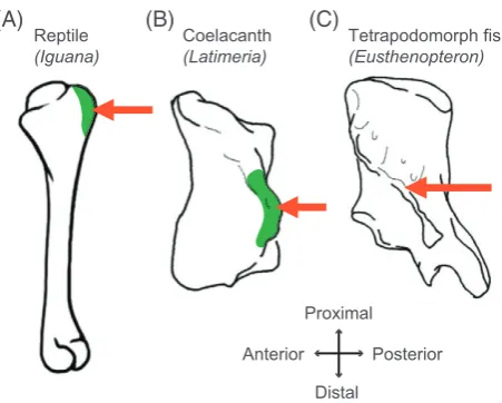 Fig. 2. Ventral view of the right humerus of bracket taxaidentiﬁcation of homologous osteological correlates (orangearrows)