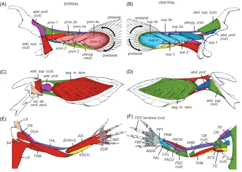 Fig. 5. Hypotheses of forelimb muscle homology from Diogo(pteryg. cran.),communispectoralis(TC),in dorsal (A, C, E) and ventral (B, D, F) views