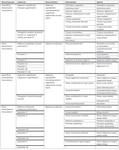 Table 2. Hypotheses of homology between pectoral appendicular muscles of LatimeriaDiogo, Ziermann, & Linde-Medina (2015); Diogo, Neoceratodus, Salamandra, and Iguana from et al