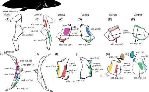 Fig. 6. Muscle attachment areas on the right pectoral girdle (A, B, G, H), humerus (C, D, I, J), and radius/ulna (E, F, K, L) ofNeoceratodus (top row) and Latimeria (bottom row) (modiﬁed from Millot & Anthony, 1958; Jude et al., 2014; Miyake et al., 2016).