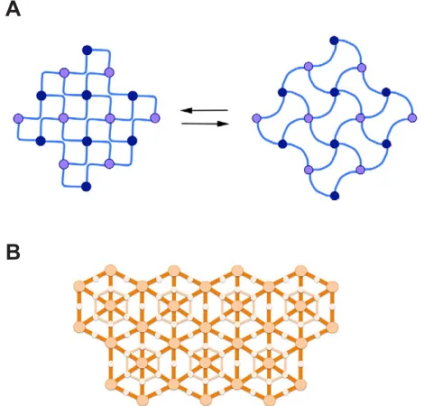 Fig. 1. A schematic view of the sarcomeric cytoskeleton showing some ofthe links between membranes and sarcomeres