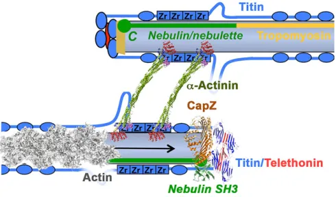 Fig. 3. Schematic representation of the Z-disk. Top: from the model; bottom:actual structure