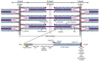 Fig. 1. The structure of nebulin and the location of its binding partners. The basic contractile units of muscle (sarcomeres) include actin (thin) filaments,through 170 connect the super repeats to the Z-line region and contain the binding site for the int