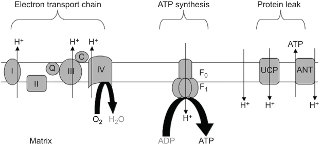 Fig. 2A shows this similar relative increase in mitochondrial volumė