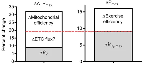 Fig. 3. Mitochondrial ATP production capacity and leg performanceimprovements with endurance training in the elderly.̇account for the other half of the increased OΔand in leg power output at the aerobic capacity (provides estimates of the contribution ofwh
