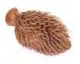 Figure 1.2: Empty Fruit Bunch 