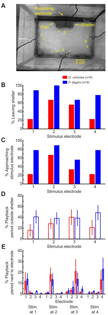 Fig. 6. Petrocephalus degeniand cathode ( were more likely to show positiveelectrotaxis to playback of conspecific electric signals thanGnathonemus victoriae