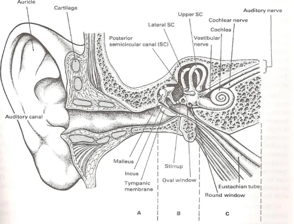 Figure 2.1  Structure of the Human Ear 