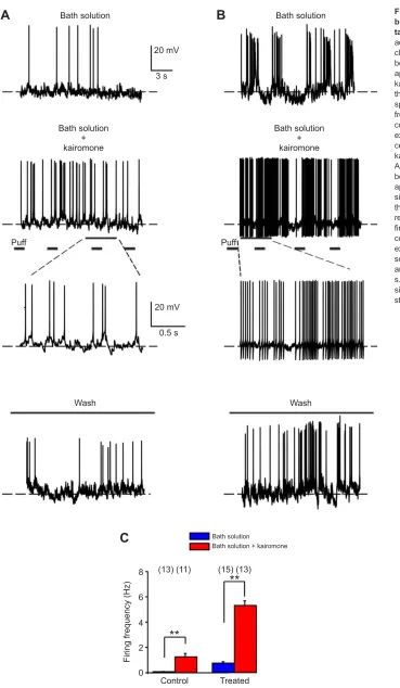 Fig. 4. Kairomone application induces aburst firing pattern in MCs of treatedtadpoles only