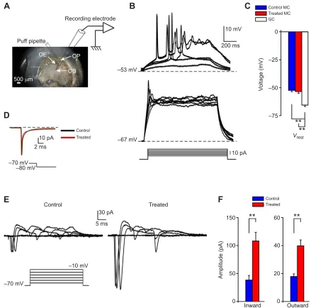 Fig. 2. Recording set-up and electrophysiological characterization of tadpole mitral cells