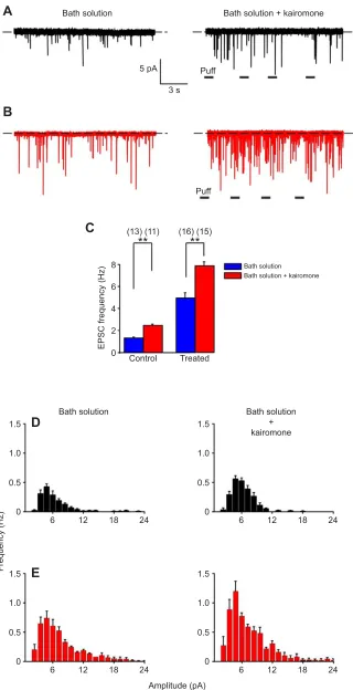 Fig. 3. Embryonic exposure to kairomoneincreases the amplitude and frequency ofspontaneous excitatory postsynaptic currentsand sensitivity of tadpole MCs to local puff ofkairomone perfusion