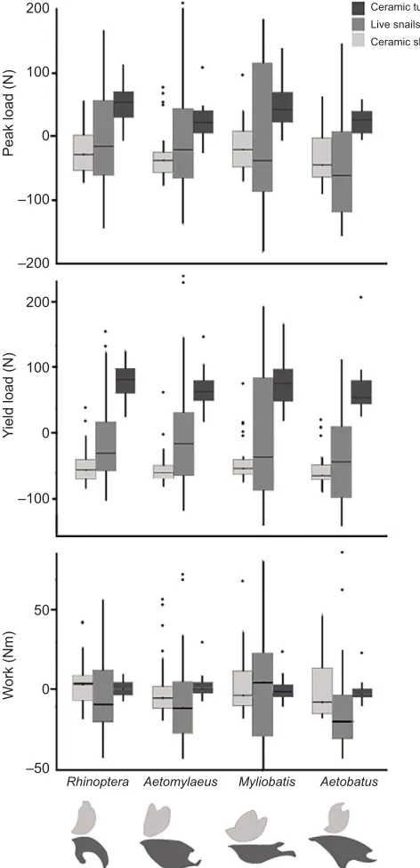 Fig. 3. Box whisker plots showing size-corrected crushing performanceon artificial and natural prey