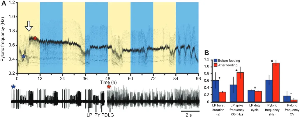 Fig. 9. Pyloric structure and cycle frequency are significantly altered in response to feeding