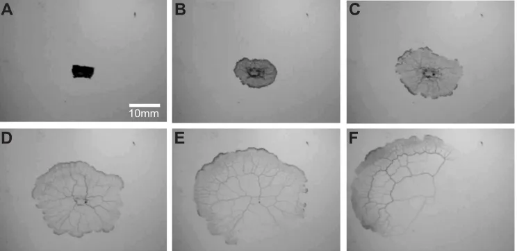 Fig. 1. Emergence of one-directional