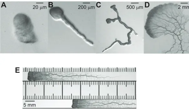 Fig. 2. Physarum polycephalum plasmodia during free
