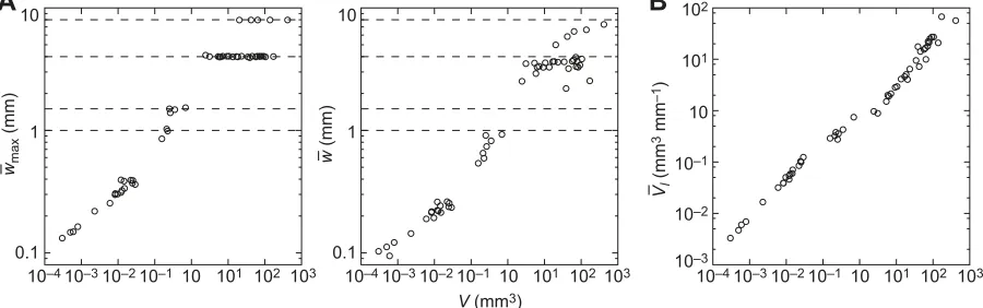 Fig. 4. Dependence of width and longitudinal size on the cell volume. (A) Volume (V ) versus the maximal width (w�max) (left panel) and the mean width (w�mean)(right panel)