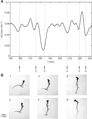 Fig. 9. Branching of the frontal part in the slow-downphase. (A) Locomotion speed v [mm min−1] (Δt=4 min) of aplasmodium of intermediate size (0.2 mm3) during freelocomotion in the Petri dish (9 cm in diameter)
