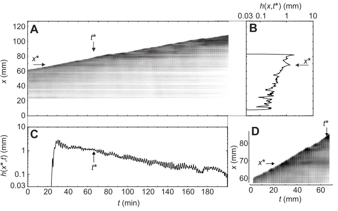 Fig. 10. Undulations in the longitudinal shape.(A) Spaceplotted on a log scale, whereas–time plot for a plasmodium extendingin one dimension towards the upper direction on aplain agar gel lane