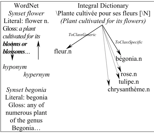 Figure 4 Hyponyms/hypernyms links in WordNet and in the Integral Dictionary.  