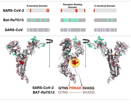 Figure S4  Figure S4. Comparative mutations in Spike glycoprotein among RaTG13, SARS-COV 