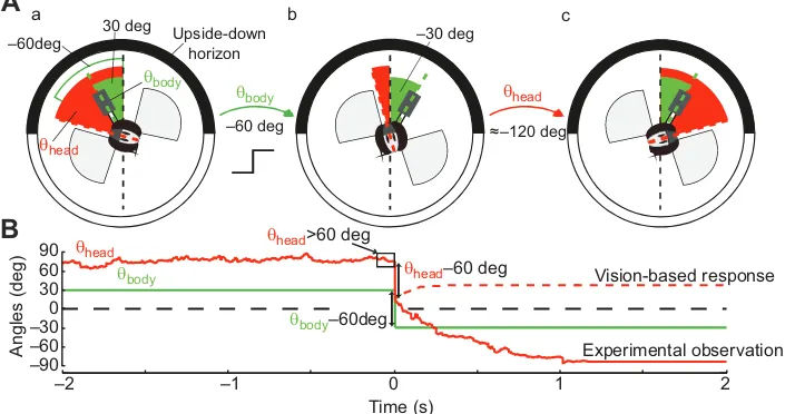 Table 1. Output/input function identification from light off-on experiments described in Fig