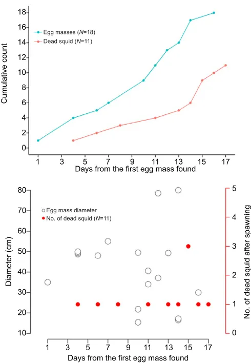 Fig. 3. Post-spawning summary for the ommastrephid squid Todarodespacificus inside the experimental tank