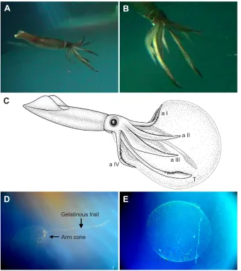 Fig. 4. Spawning posture of female squid andthe spawned egg mass inside the experimentaltank