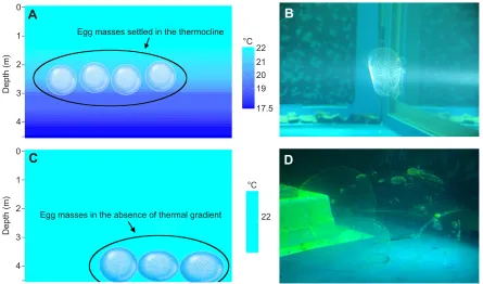 Fig. 6. Egg distribution within small and large egg masses. (A,B) Many eggs within the smaller (15∼22 cm diameter) egg masses clump together.Furthermore, the eggs are not distributed homogeneously and substantial areas are devoid of eggs