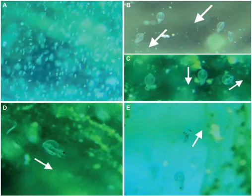 Fig. 7. Orientation patterns of the developing embryos within the egg masses. Representative images from standard 30 frames segg masses