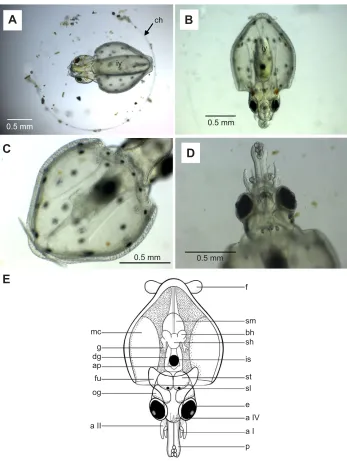 Fig. 8. Paralarval squid at the hatchingstage and most advanced stage ofdevelopment observed