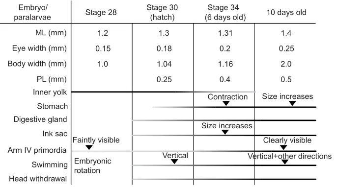 Fig. 9. Ontogenetic changes of Todarodespacificus from stage 28 embryo to 10-day-oldparalarvae