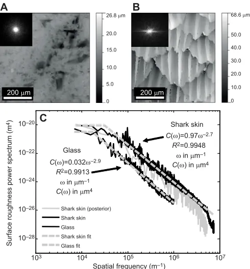Fig. 5. Confocal microscopy height map and power spectrum data. Heightmaps are shown for (A) the roughened glass substrate and (B) the denticlesurface of a shortfin mako shark (two-dimensional FFTs (insets)