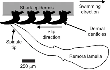 Fig. 7. Illustration of a spinule contacting overlapping dermal denticles.Anterior is to the right and posterior is to the left.