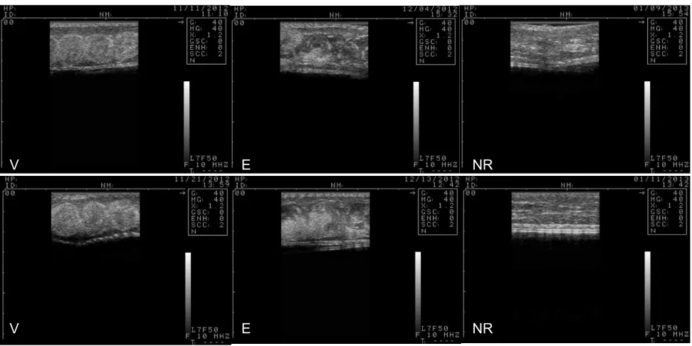 Fig. 2. Ultrasound images of two representative female Thamnophis marcianusapproximately 2reproductive (NR) conditions, imaged during the vitellogenic (V), embryogenic (E) and non-