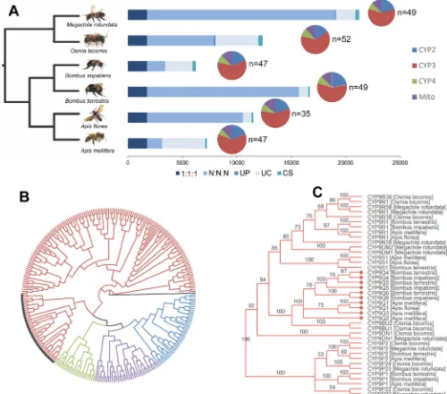 Fig 1. Comparison of the CYPome of OUP indicates species specific paralogs, UC indicates all genes which were not assigned to a gene family, CS indicates clade specific genes