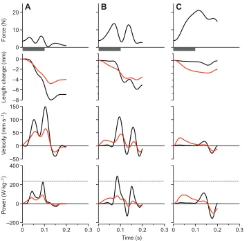 Fig. 3. Contractions from a single plantarismuscle preparation for a range of simulatedloads