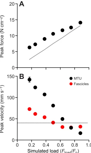 Fig. 5. Net work performed by the MTU during muscle contractionsagainst simulated loads.correspond to high values of net work