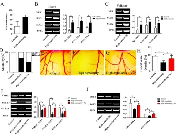 Fig. 8. Excess ROS are generated in developing hearts, YSM and CAM following high-salt exposure