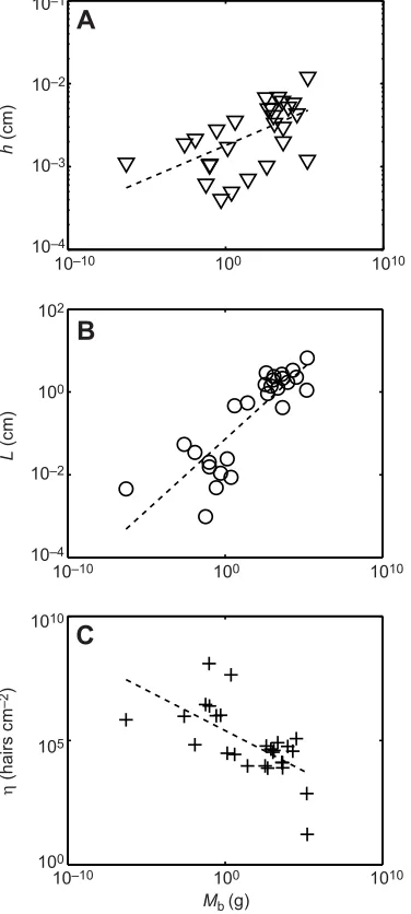 Fig. 3. Hair increases the surface area susceptible to soiling.(A) Schematic of a hairy surface showing hair basal diameter, h, and length, L.(B) Relationship between surface area and animal body mass