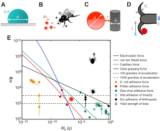 Fig. 5. Modeling aerosol adhesion. Schematics ofpollen with a chargetensionnormalized by gravitational accelerationthe particle