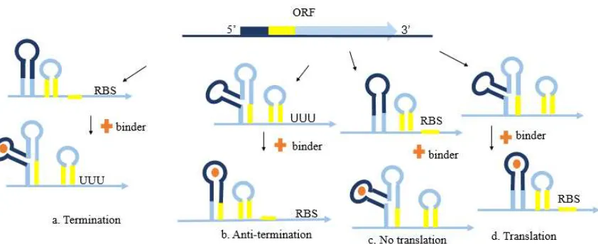 Fig. 6 – Riboswitch Structural Arrangement and Binding Regulatory Function. The aptamer region (pink) and an expression platform (yellow) on the 5’ UTR of the respective mRNA (blue) form Riboswitch