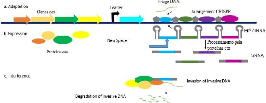 Fig. 7 - Array model of CRISPR system\Cas. The. Adaptation: DNA phage integrated into the CRISPR 