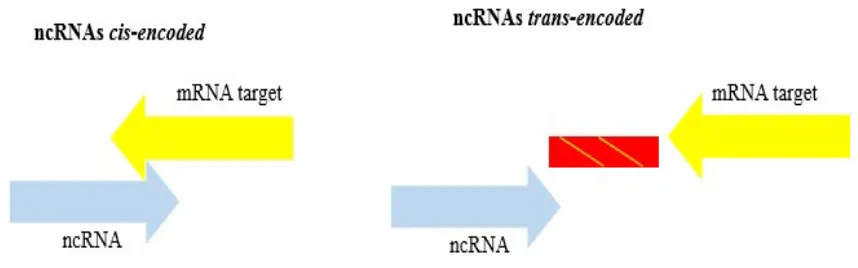 Fig. 2 – Sense of transcription ncRNAs and pairing mode with target RNAs. Genes of cis-encoded ncRNAs are located close to the target mRNA encoding genes while trans-encoded ncRNAs genes are located far from their target mRNAs