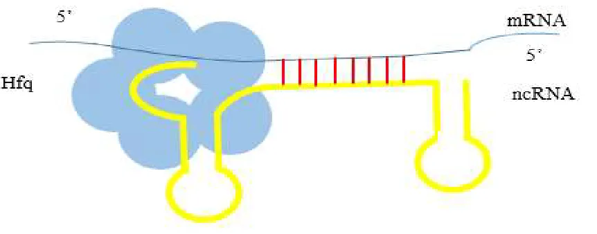 Fig. 5 - Probable model of interaction of Hfq protein with the ncRNA / mRNA pair. 