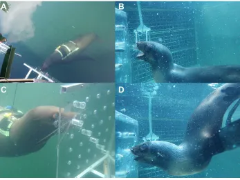 Fig. 2. Subjects feeding from theexperimental apparatus. (A) Top-down viewof a Steller sea lion feeding from the apparatus.(B) A northern fur seal displaying wide gapewith no lateral gape occlusion