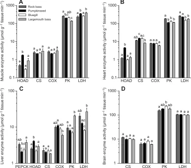 Fig. 7. Maximal activities of metabolic enzymes varied across species. (A) In the muscle, 3-hydroxyacyl-CoA dehydrogenase (HOAD), pyruvate kinase (PK)did not vary (each tissue enzyme measurement, different letters indicate a significant pairwise difference