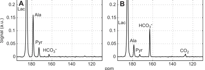 Fig. 1. Time-averaged infusion. Each spectrum is normalized to the corresponding [1-13C signals from rat skeletal muscle after injection of 40 mmol l−1 hyperpolarized [1-13C]lactate